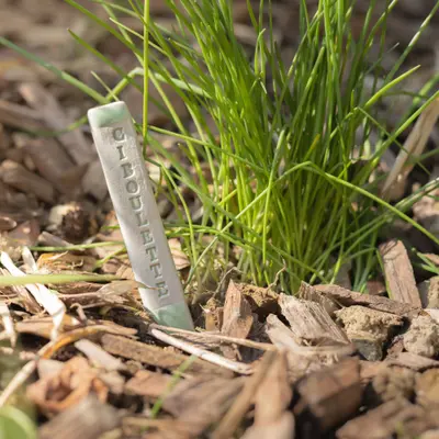 Pic aromate - ciboulette